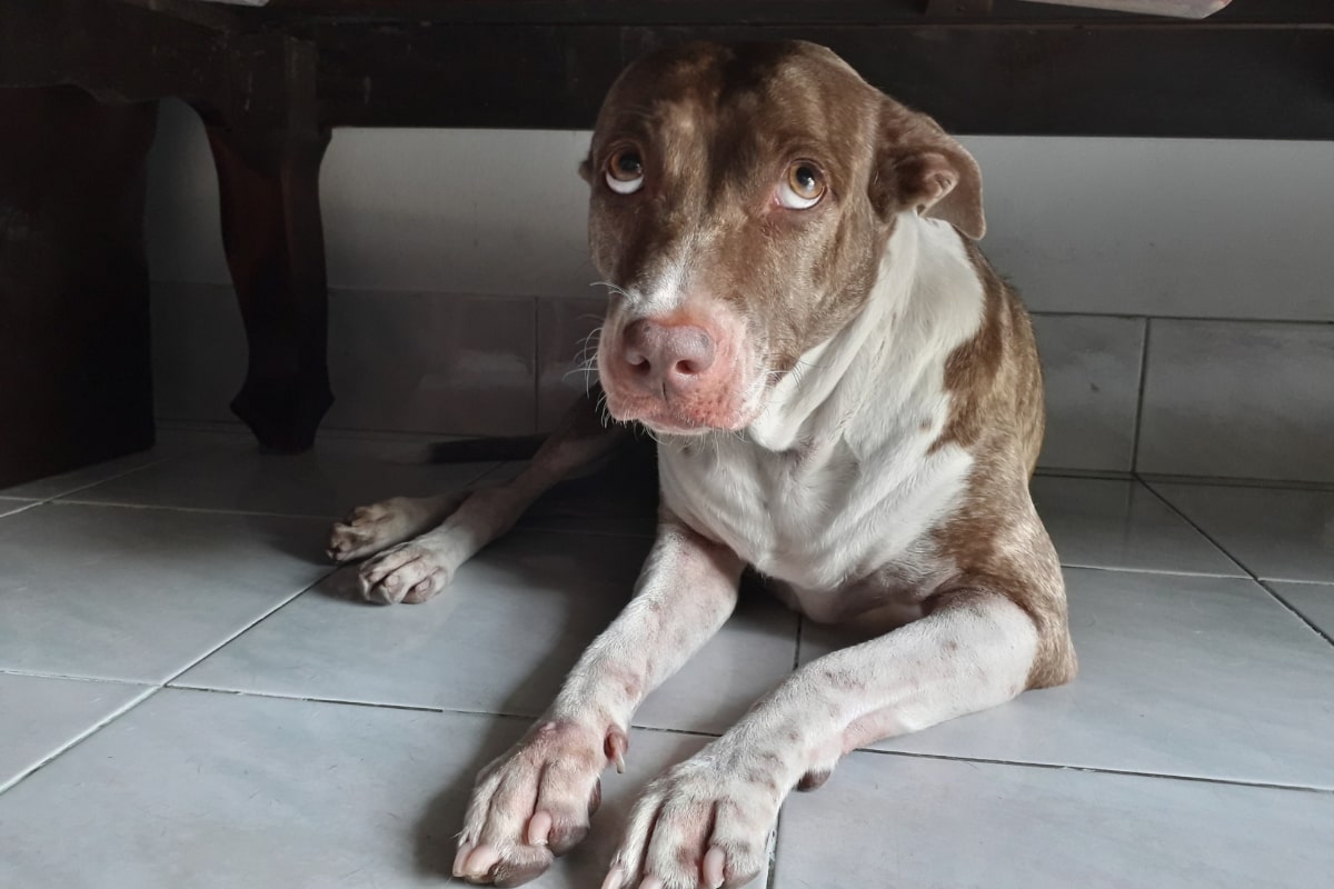 Dog afraid of fireworks hiding under table