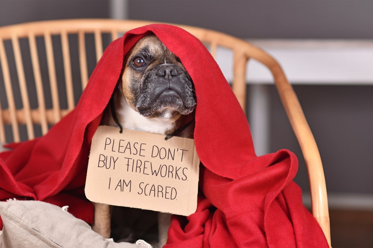 Dog afraid of fireworks hiding under blanket