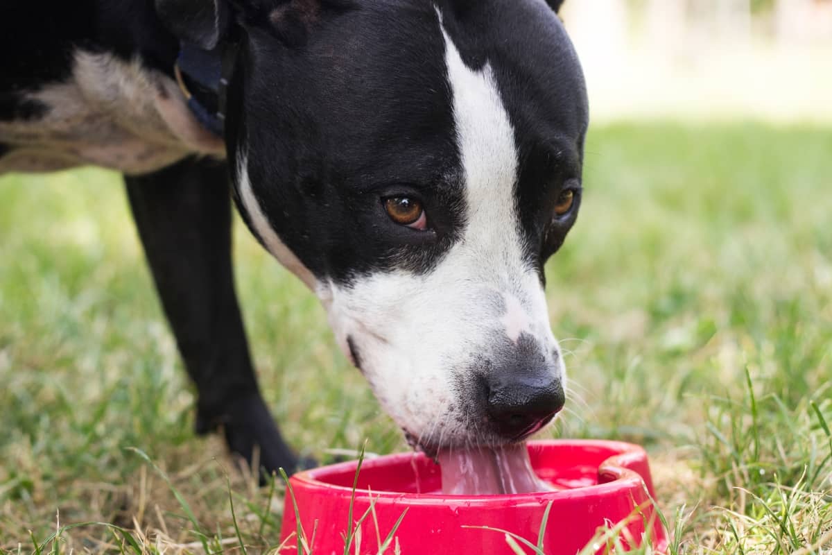 Dog drinking water outside on hot day