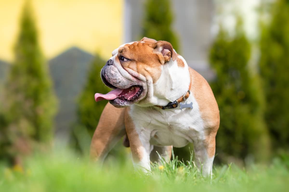 Dog in backyard during summer