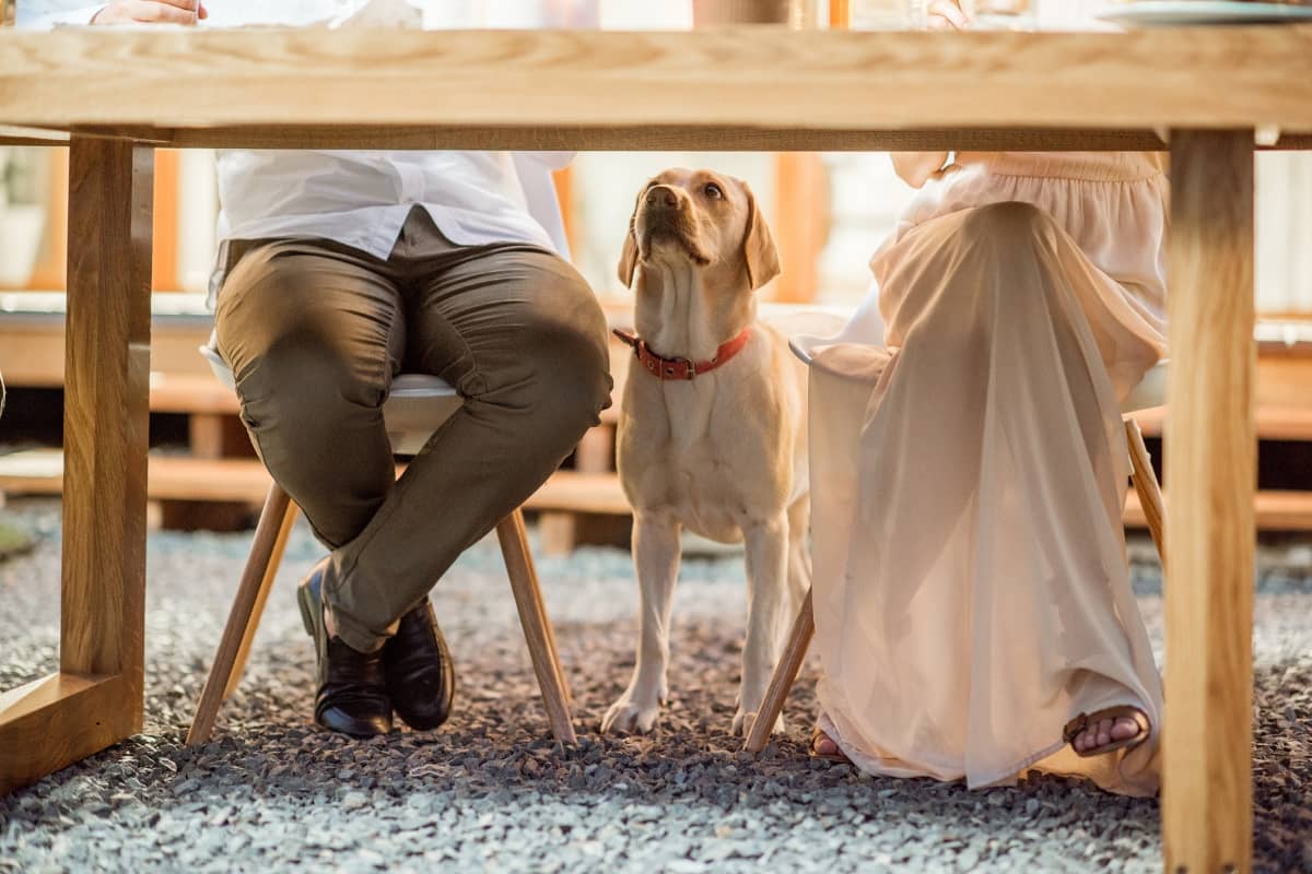 Dog sitting under table waiting for scraps