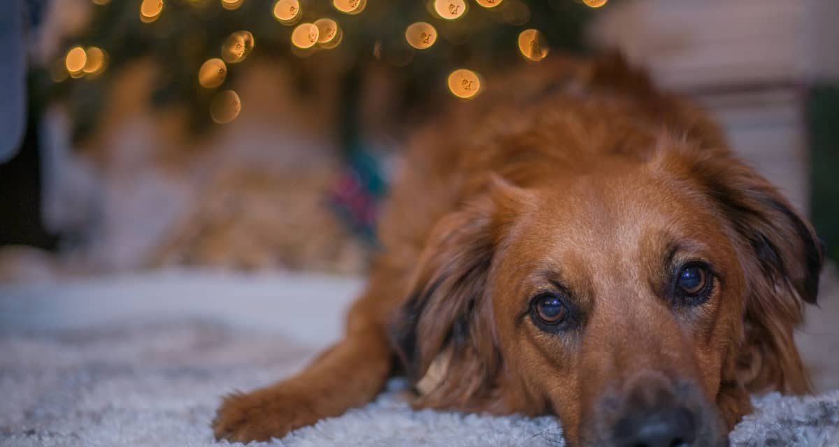 https://www.pawzandme.com.au/wp-content/uploads/2022/12/Dog-with-Christmas-tree-1200x640.jpg