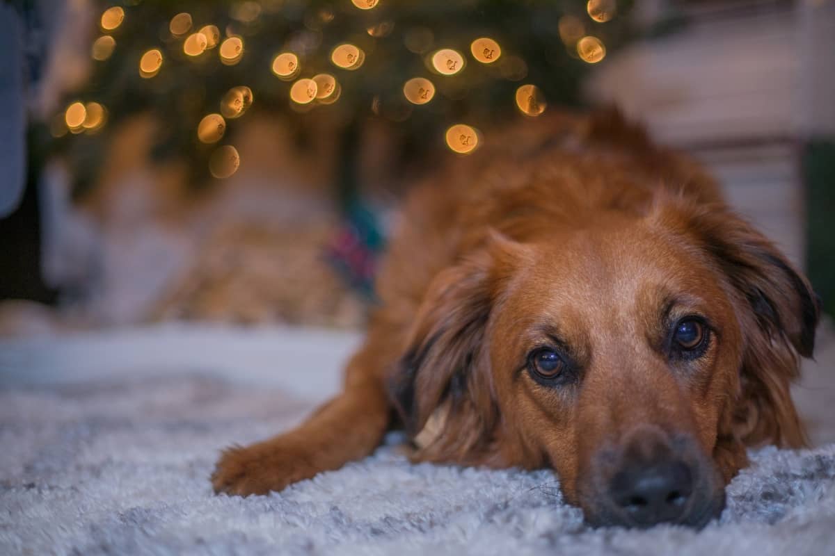 Dog laying in front of Christmas tree