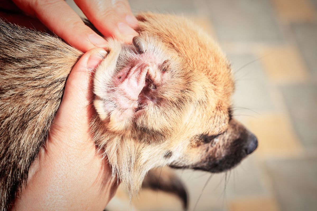 https://www.pawzandme.com.au/wp-content/uploads/2022/12/Dog-with-tick-in-ear.jpg