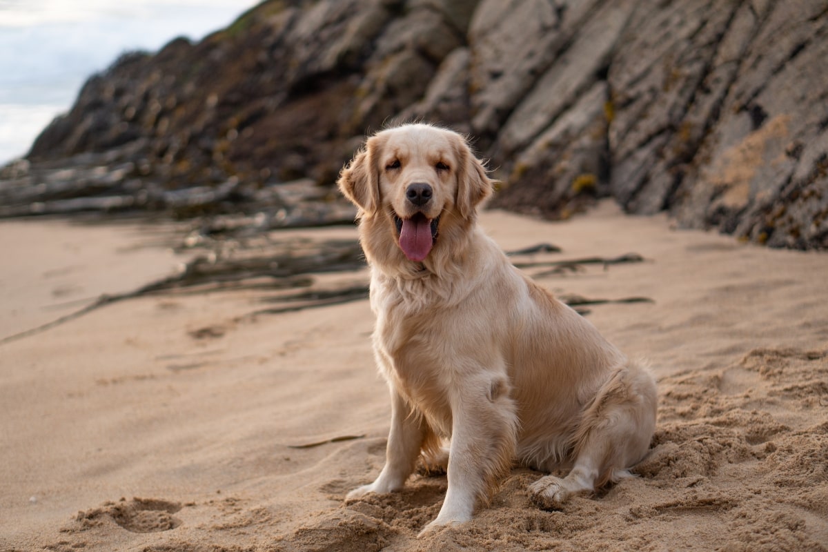 One of the most popular dog breeds in Australia at the beach