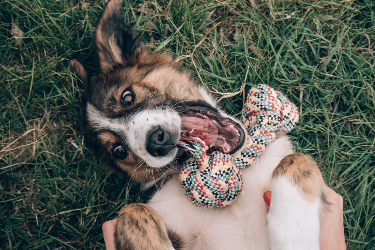 Dog with a favourite dog name rolliing in the grass