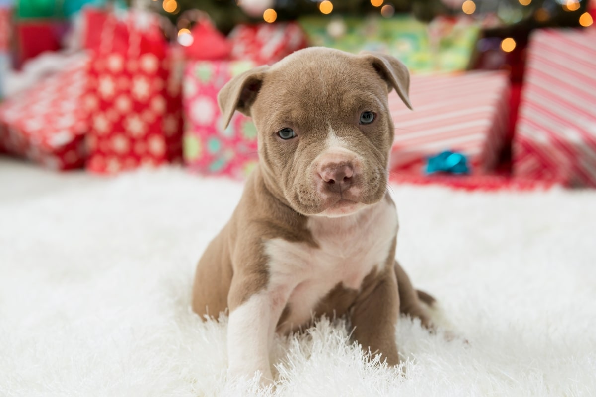 Puppy at Christmas time