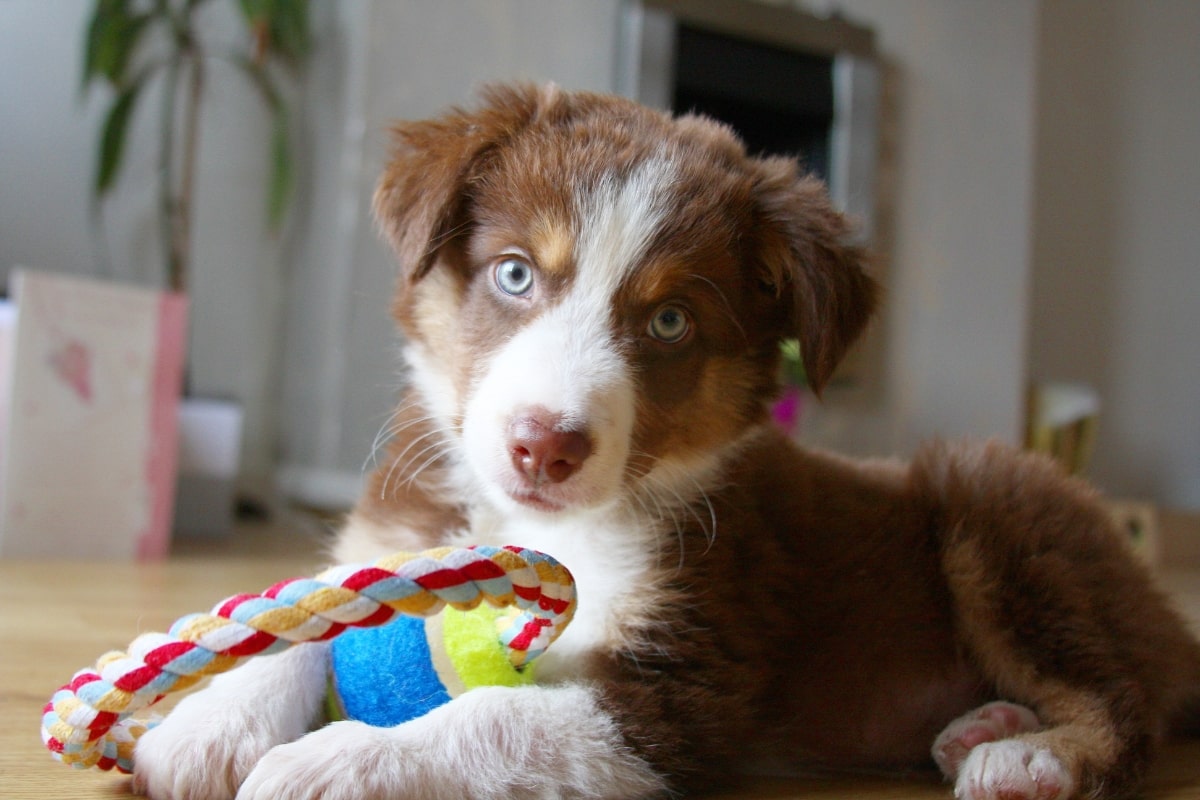 Puppy playing with toy inside