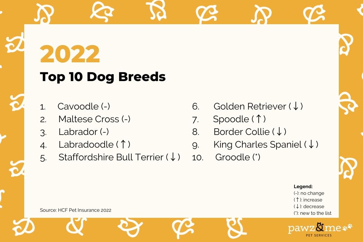 Top 10 Dog Breeds in Australia in 2022