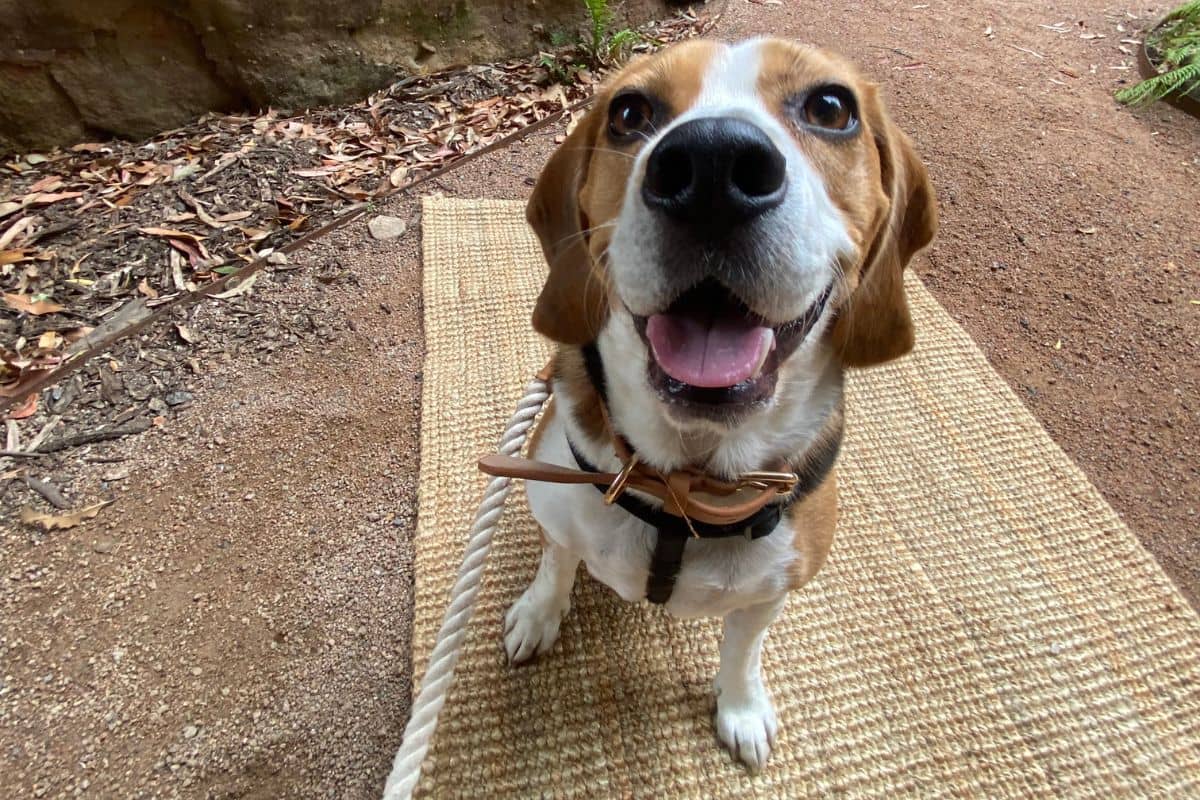 https://www.pawzandme.com.au/wp-content/uploads/2023/01/Dog-Wedding-Archie.jpg