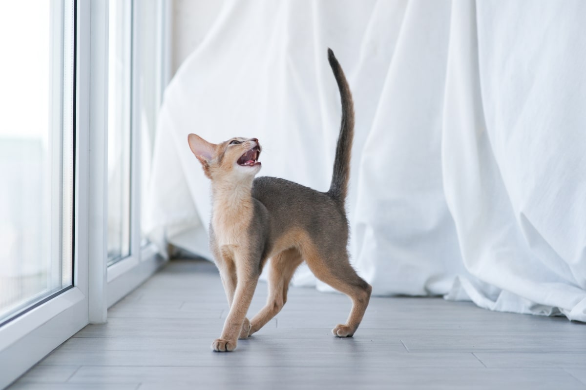 A cat walking around indoors showcasing common cat behaviours