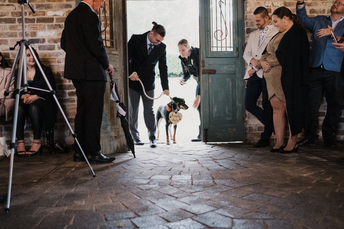 Wedding Pet Assistant helping dog at wedding