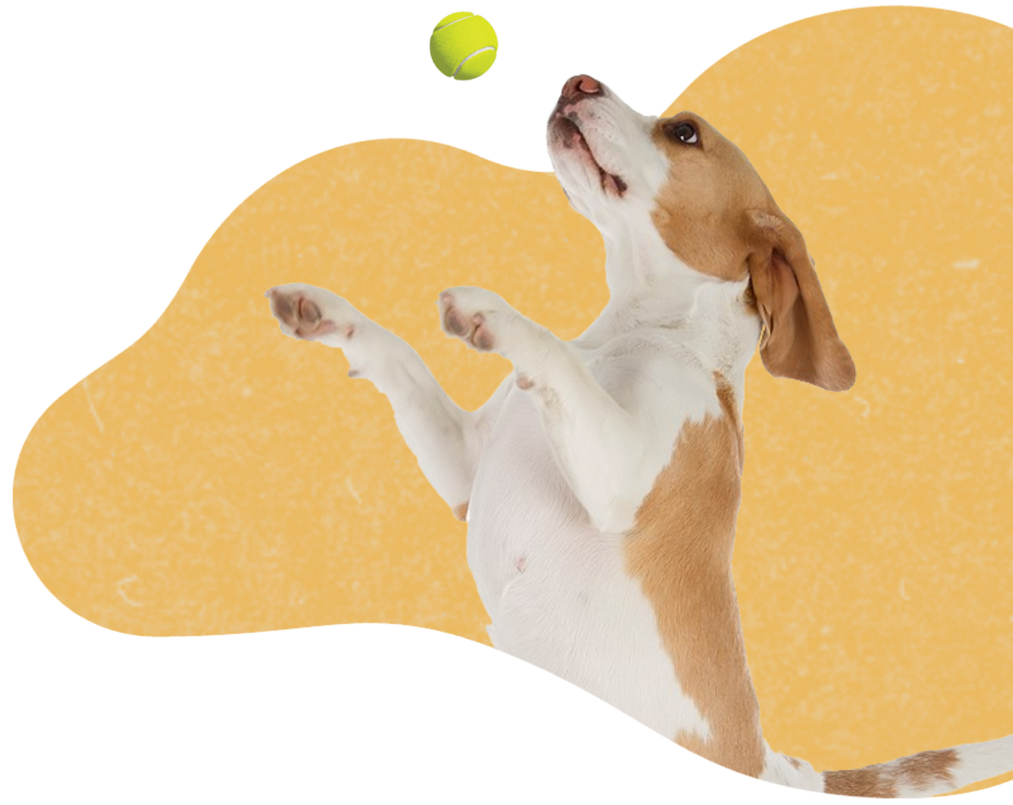dog-training-pawz-me