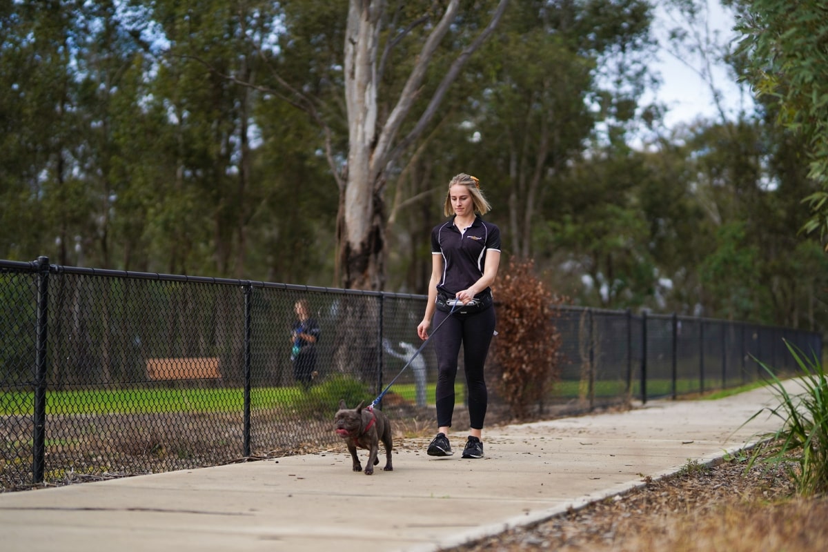 A Professional Dog Walker in Camden