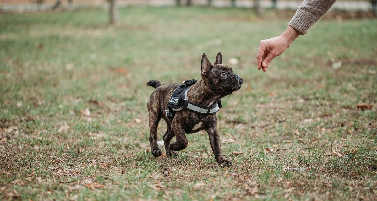 https://www.pawzandme.com.au/wp-content/uploads/2023/03/Dog-Trainer-training-with-dog-1200x640.jpg