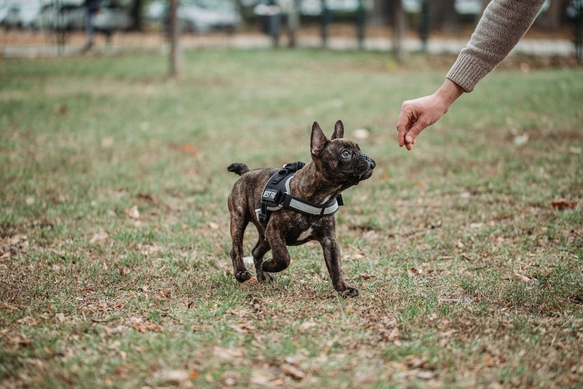 https://www.pawzandme.com.au/wp-content/uploads/2023/03/Dog-Trainer-training-with-dog.jpg