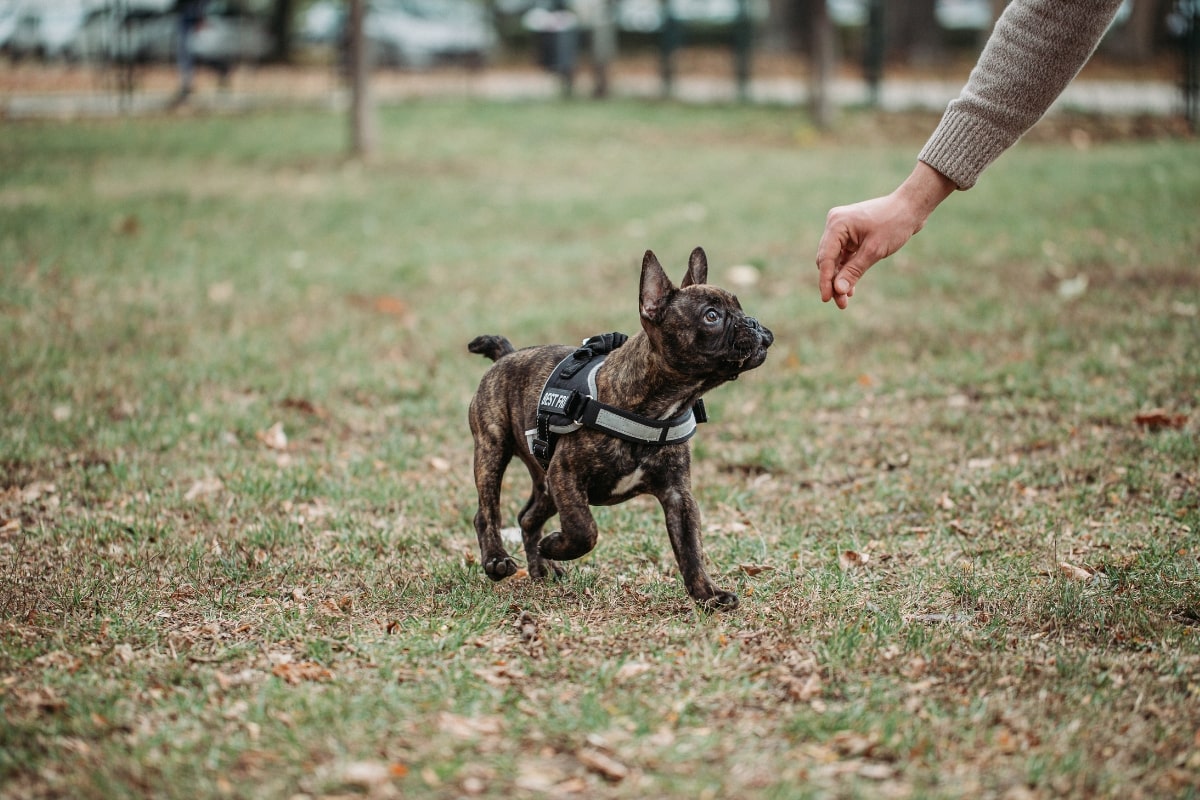 A dog training with a Dog Trainer