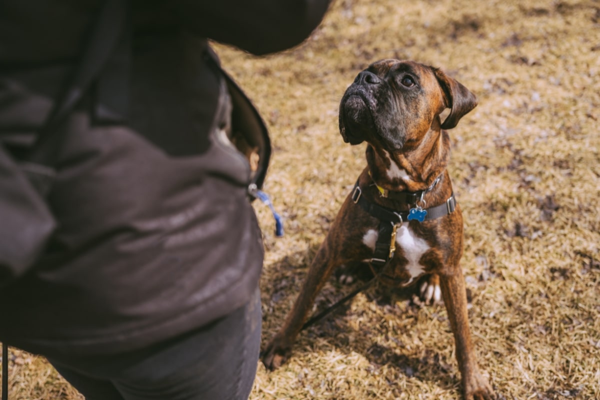 A dog watching a Dog Trainer