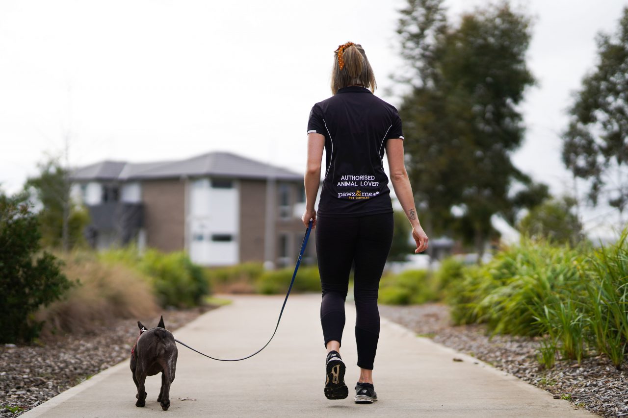 Dog Training loose leash skills