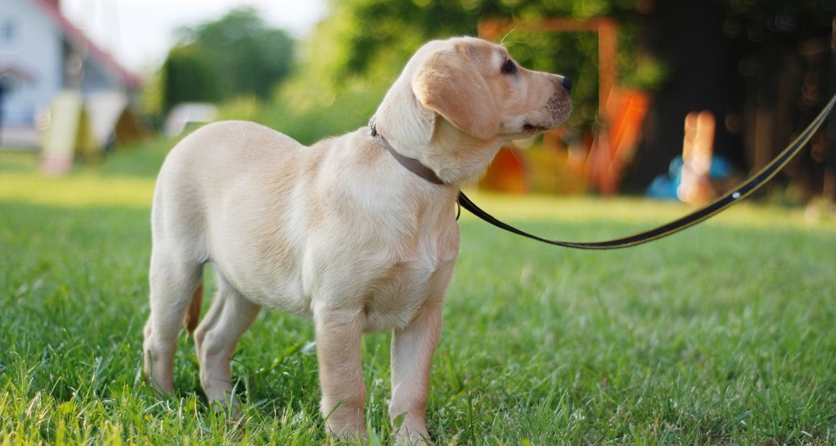 https://www.pawzandme.com.au/wp-content/uploads/2023/04/Dog-training-on-lead-1200x640.jpg