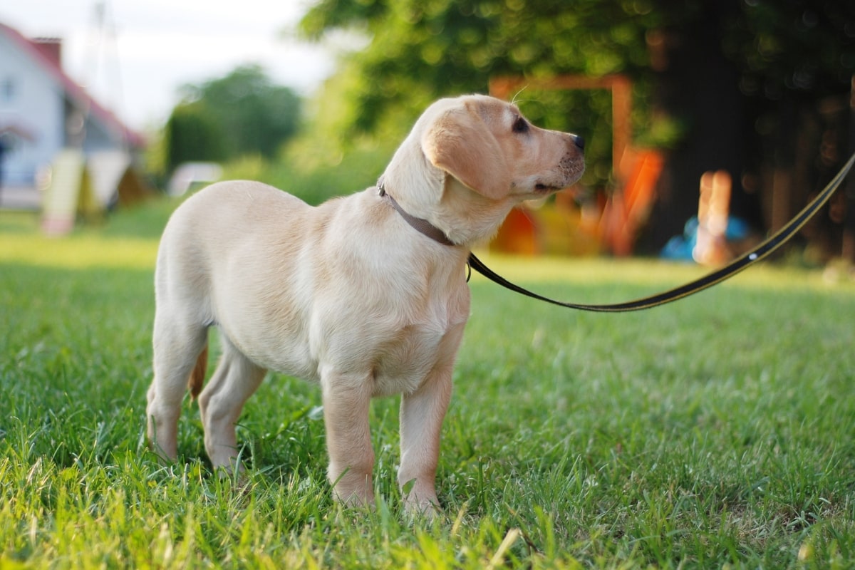 Dog training on lead learning basic commands