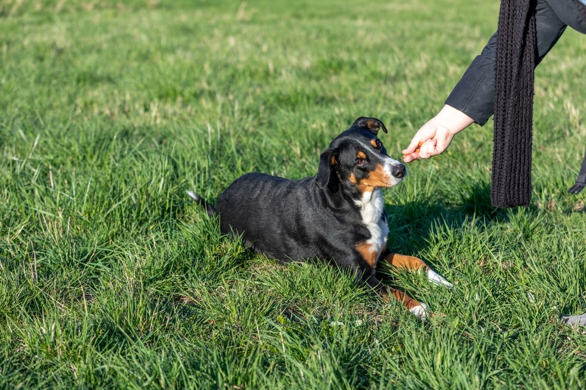 Dog training teaching basic commands