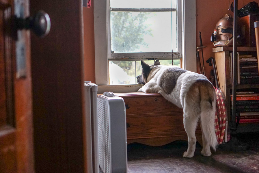 Dog barking outside window of house