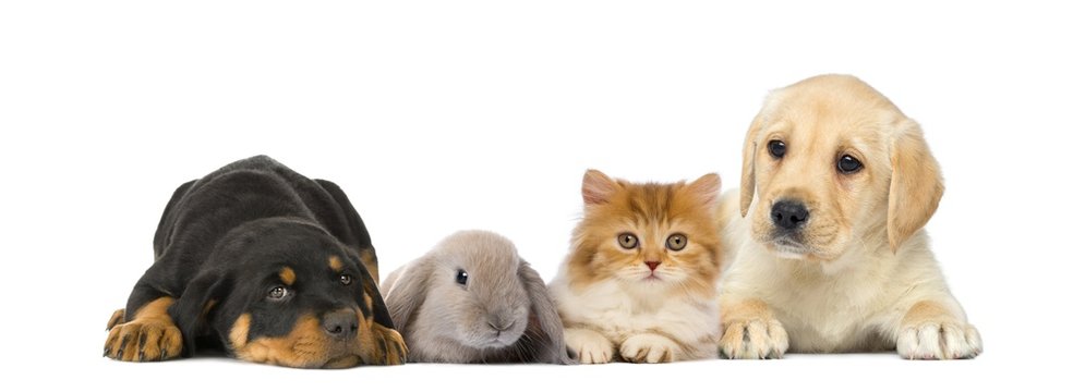 Rottweiler puppy, grey rabbit, ginger kitten, and Labrador puppy all sitting next to each other