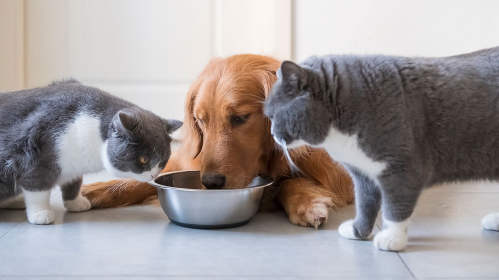 Golden Retriever drinks from water bowl while 2 grey cats watch