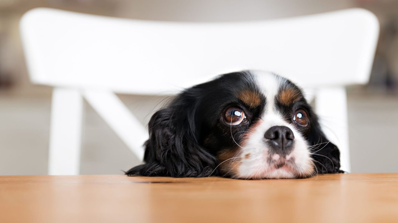 Tri colour Calavlier begs for food by resting its head on the dining table