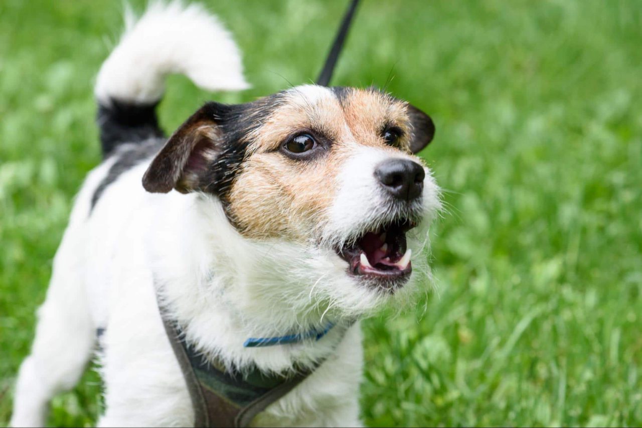 Small scruffy barking dog