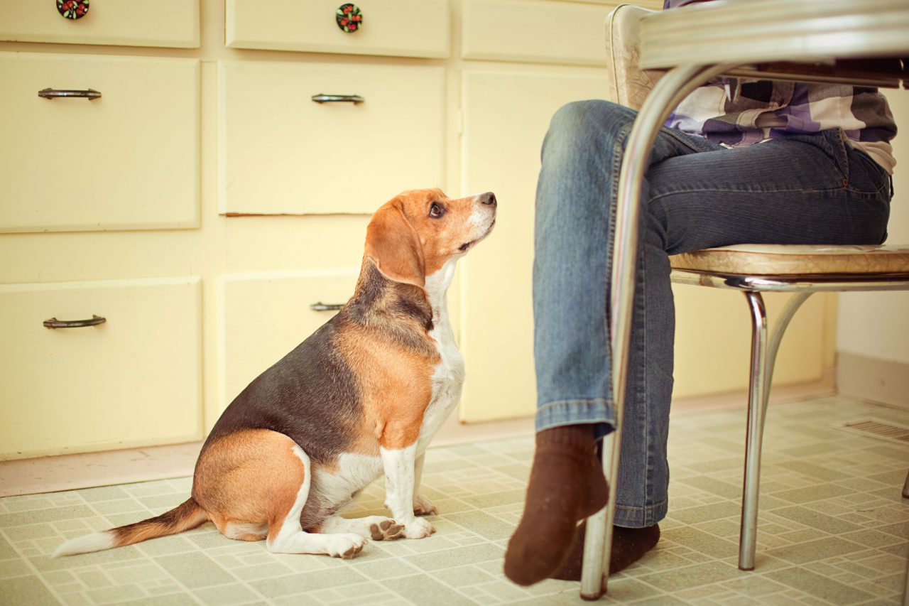 Beagle waiting for food at dining table
