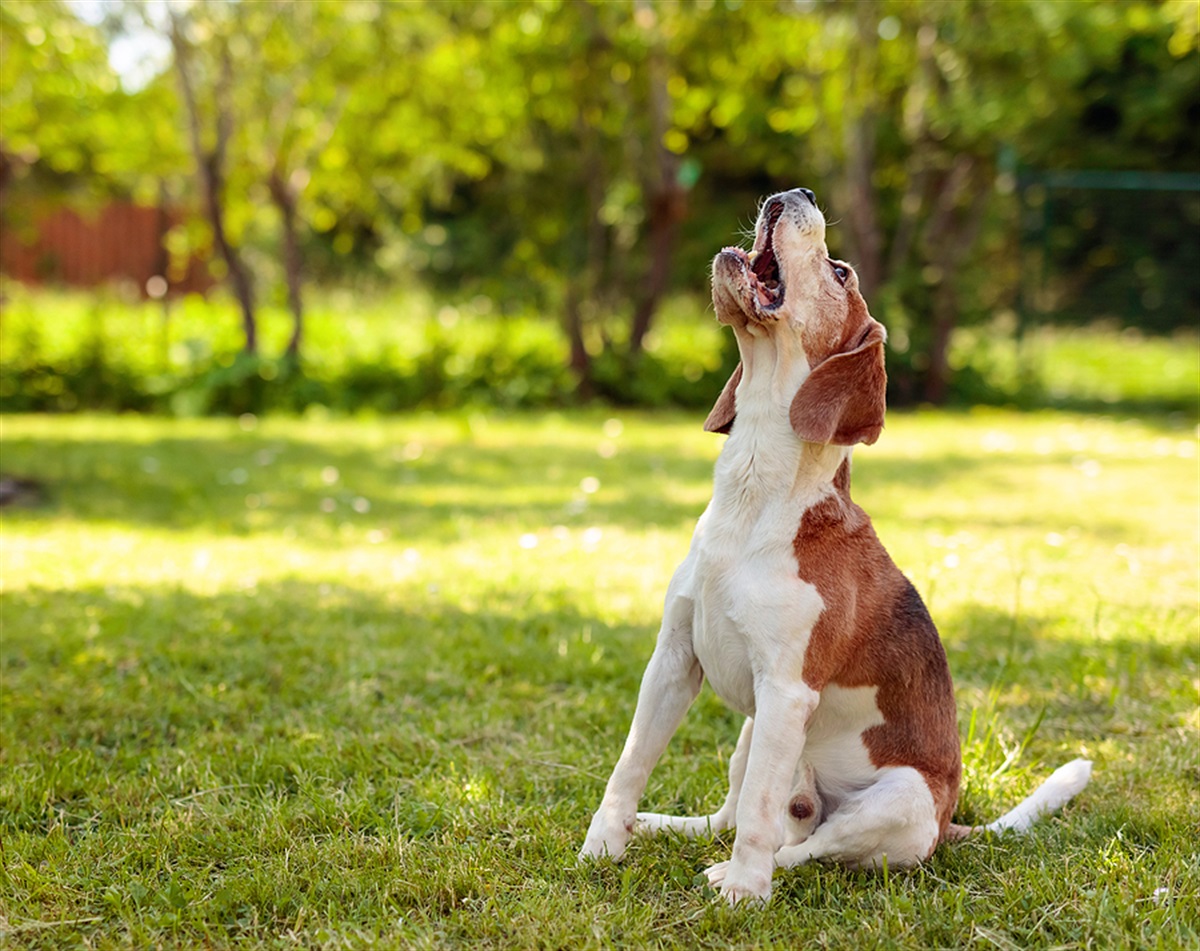 Beagle sitting on grass barking to the sky