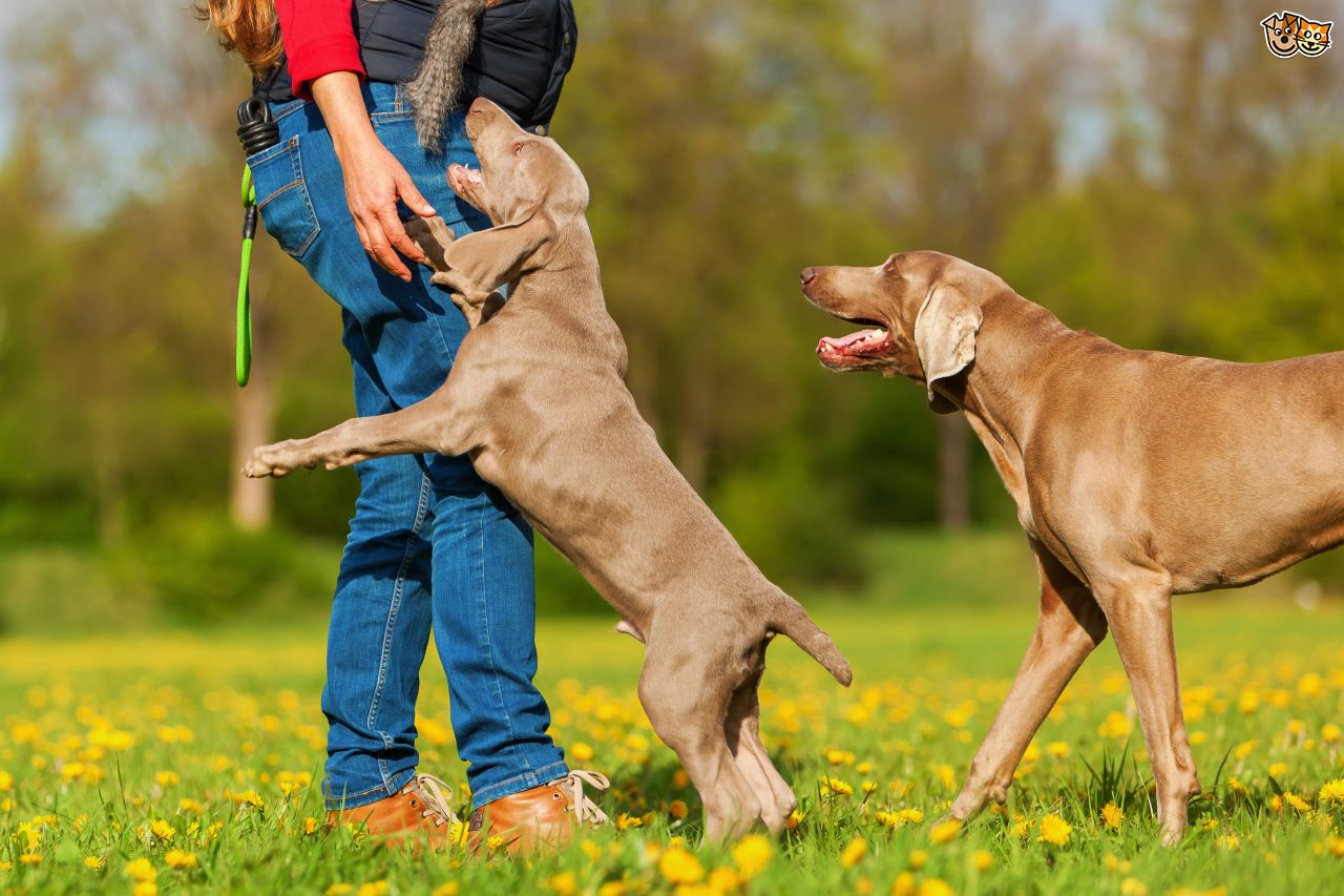 Dog jumping on owner at park