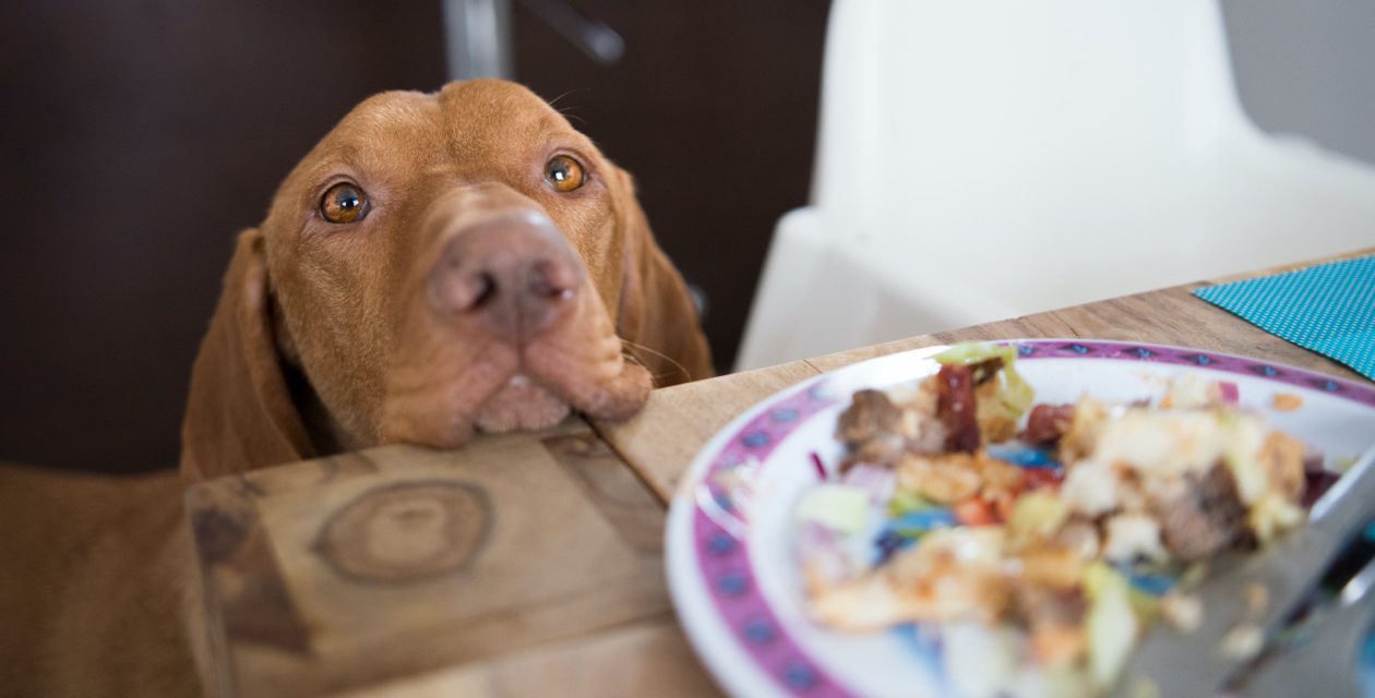 https://www.pawzandme.com.au/wp-content/uploads/2023/07/img-dog-begging-for-food-header-1260x640.jpg