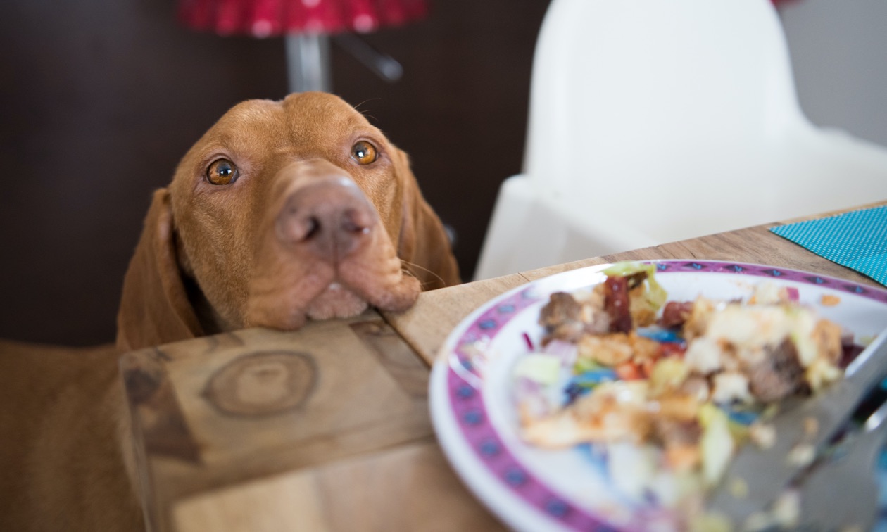 Hungarian Viszla waits for food at dining table